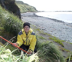 Jane measuring a Stellaria media transect