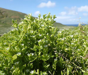 Stellaria media