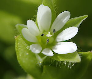 Stellaria media flower