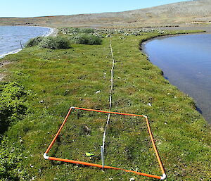 Stellaria media transect at Island Lake