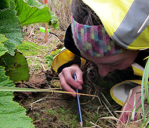 Jane counting Stellaria seedlings