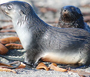 Antarctic fur seal with pup