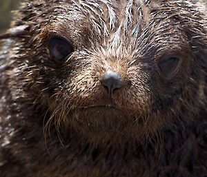 Close up of wet face of Antarctic fur seal pup