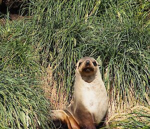 Female Antarctic fur seal sitting on a rock surrounded by tall tussock grass in the sun