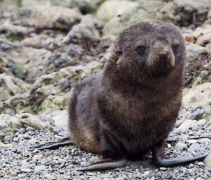 Subantarctic fur seal pup on beach facing camera