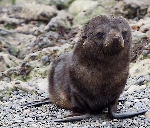 Subantarctic fur seal pup on beach facing camera