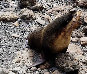 Male subantarctic fur seal pup with open mouth, facing the right