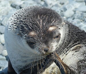 Antarctic fur seal chewing its flipper