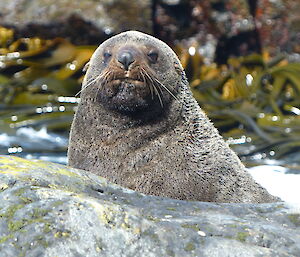 Fur seal peeks out from behind rock, with water and kelp glistening in background