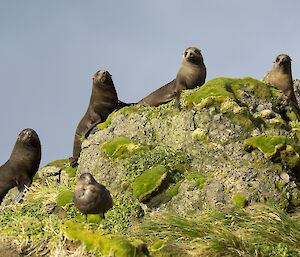Four Antarctic fur seals on a rock