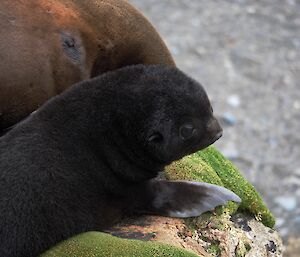 Subantarctic fur seal pup snuggling with mother on moss covered rocks