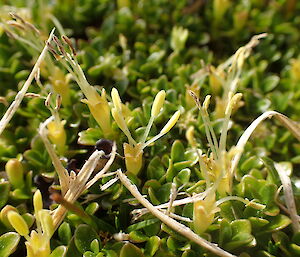 Coprosma perpullisa with male flowers