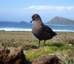 Skua on the featherbed with ocean and large landmass viewable in the background