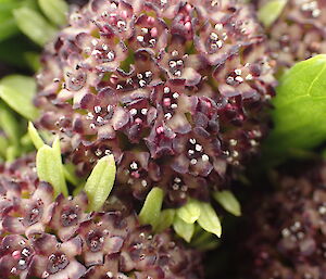 Close up of Stilbocarpa polaris flowers