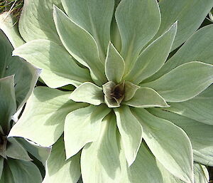 Pleurophyllum hookeri plant