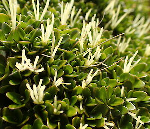 Coprosma perpusilla with female flowers