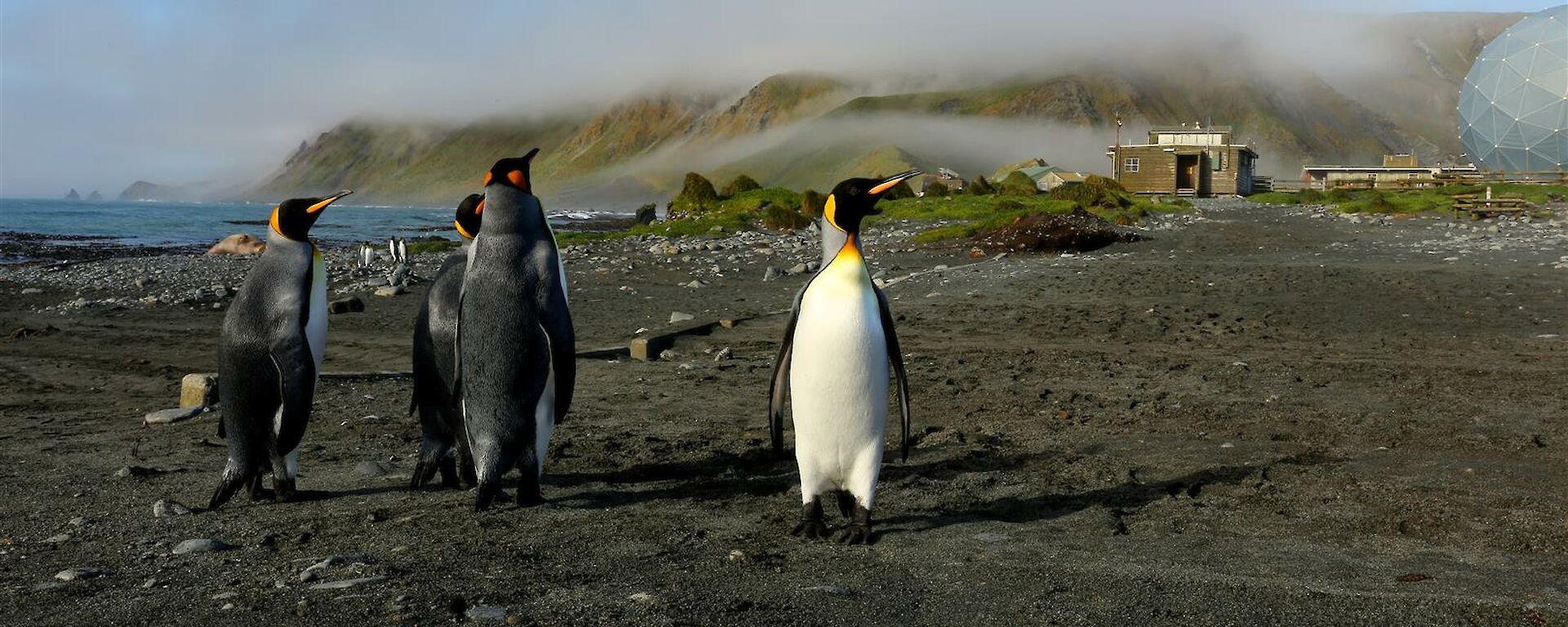 Low cloud on the plateau with King Penguins in foreground