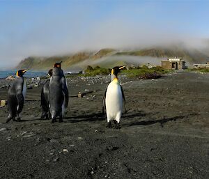 Low cloud on the plateau with King Penguins in foreground