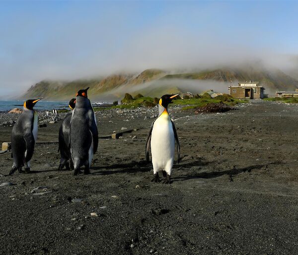 Low cloud on the plateau with King Penguins in foreground