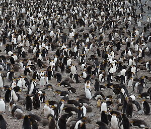 A royal penguin colony