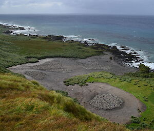 Depleted Royal Penguin colony