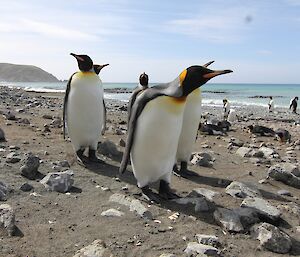 King penguin and high cloud near Gadgets Gully