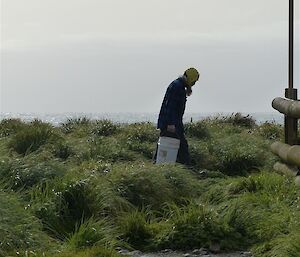 Lionel walking in the tussock