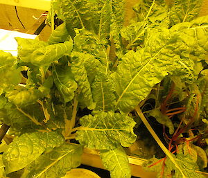 Sliverbeet leaves looking very healthy and moist