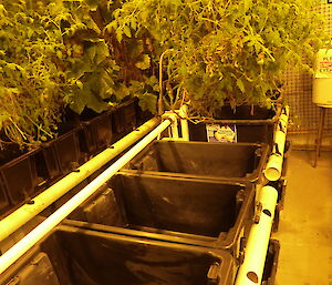 Empty hydroponics tubs