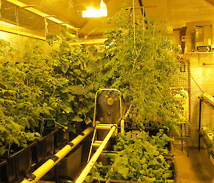 The hydroponics room full of tomatoes