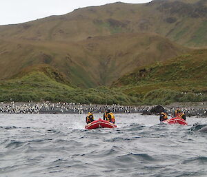 Two manned inflatable rubber boats in front of beach covered in penguins