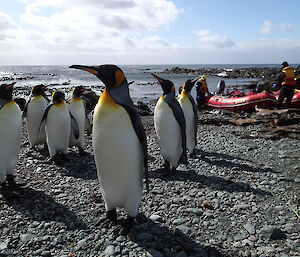 King penguins and inflatable rubber boats in background at Waterfall Bay