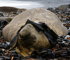 Elephant seal with kelp on its head