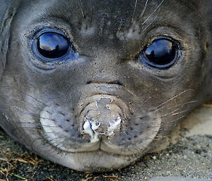 Elephant seal face close up