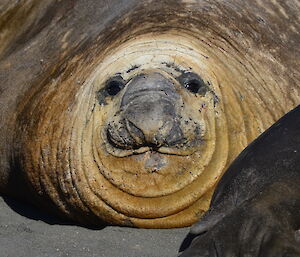 Elephant seal