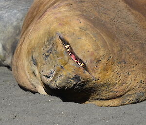 Sleeping elephant seal