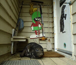 Elephant seal weaner sleeping on the porch of comms building