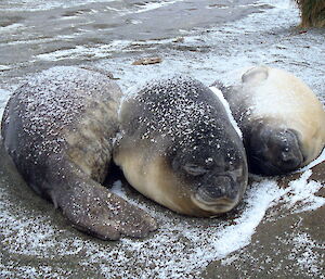 Three elephant seals in the snow