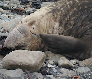 Elephant seal scratching its face