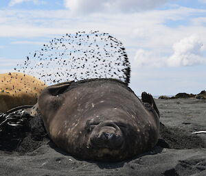 Elephant seal throwing sand on itself