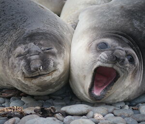 Two weaners