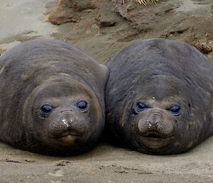 Two weaners