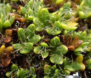 Azorella macquariensis