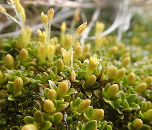 Coprosma perpusilla subsp subantarctica