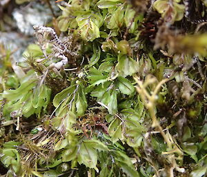 Hymenophyllum falklandicum