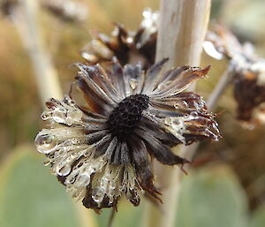 Pleurophyllum hookeri