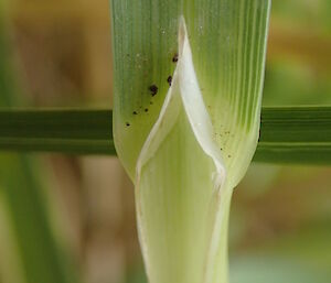 Poa foliosa