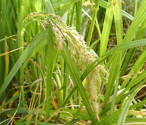 Poa foliosa