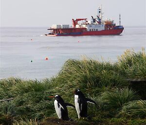 Two gentoo penguins on shore in foreground with l'Astrolabe in background on the water.