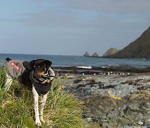 Flick, the rodent sniffing dog, down on the beach